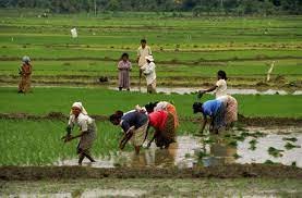 कृषक को चावल खेती करने को श्रीलंकाली सरकार का आग्रह